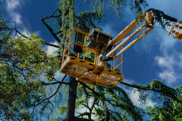 Harris Hill, NY Tree Services Company