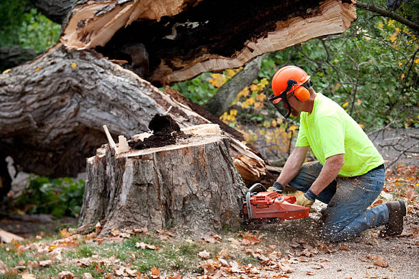 How Our Tree Care Process Works  in  Harris Hill, NY
